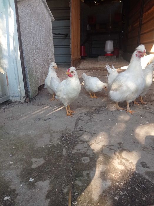 Granizos jovens brancos coroa de rei