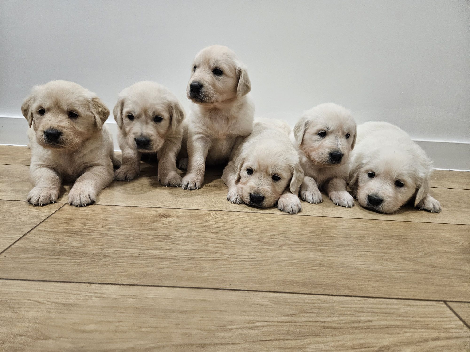 Golden retriever suczka z rodowodem