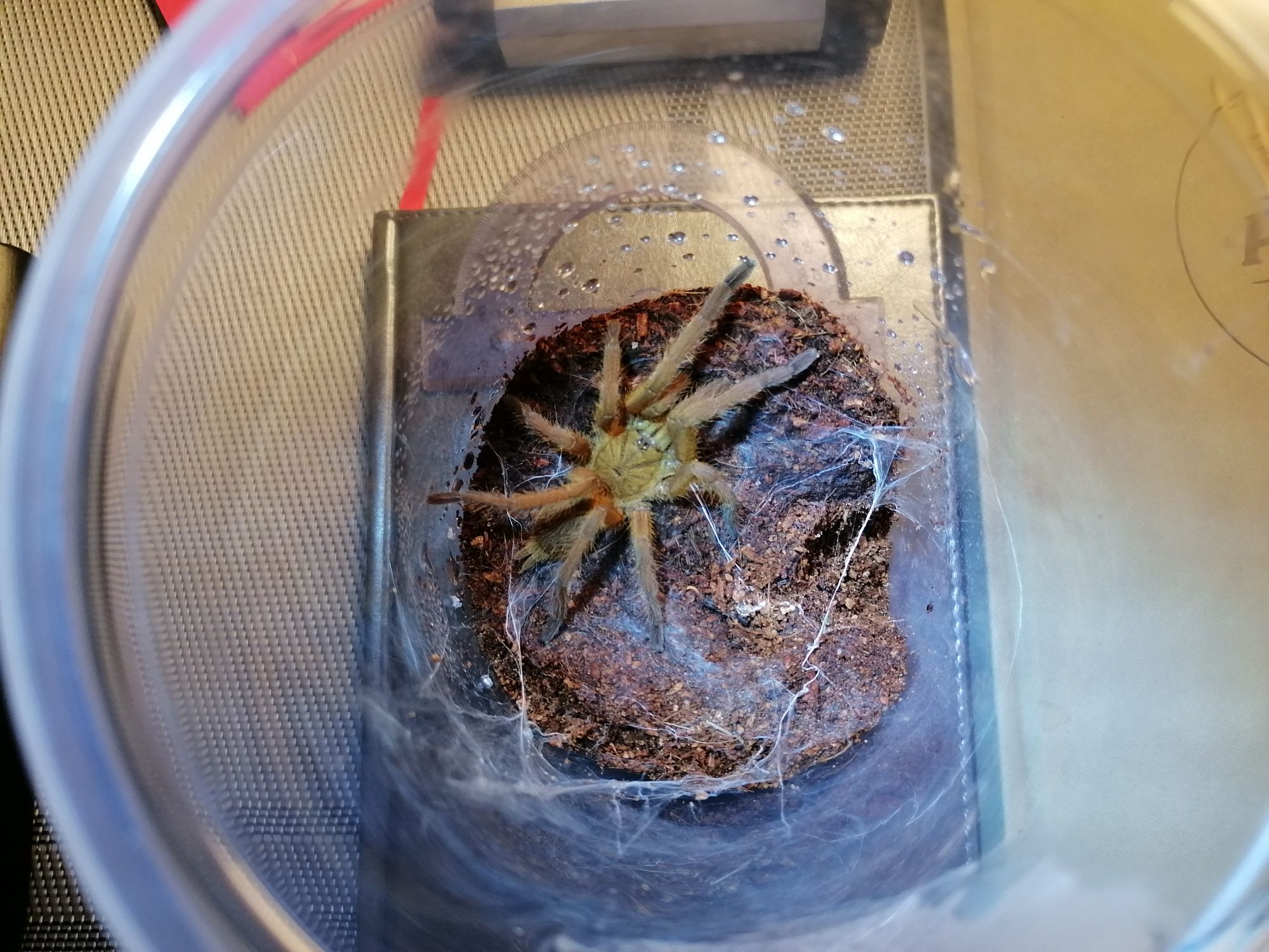 Chilobrachys huahini L8 samiec