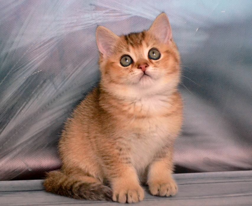 Кошенята зеленоокі золоті шиншили