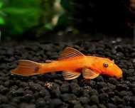 Vendo Ancistrus Super Red
