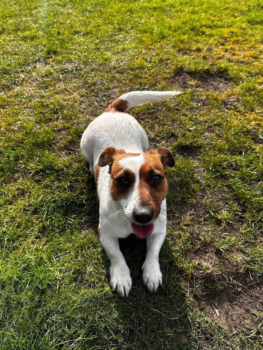 Jack Russell terrier