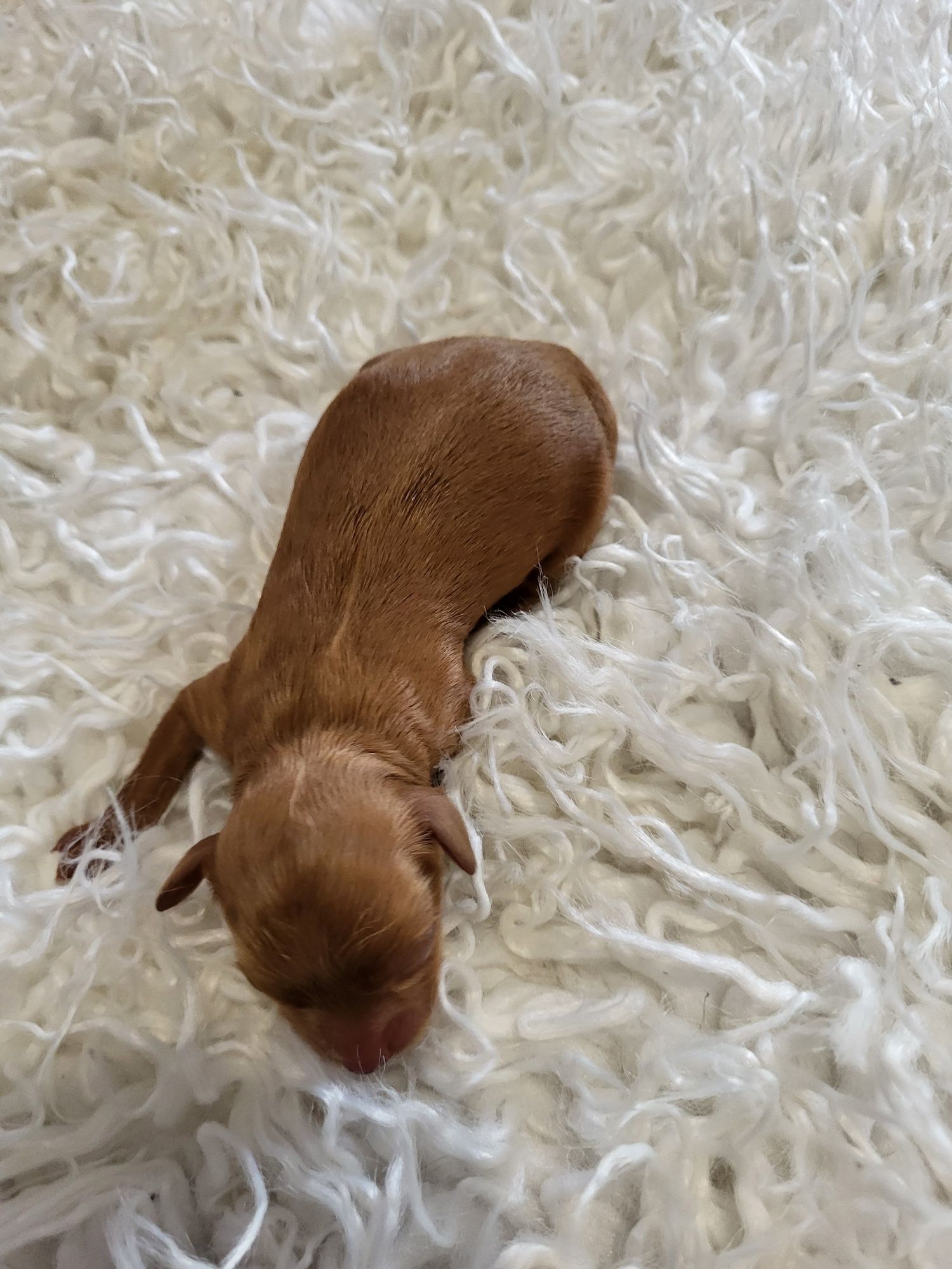 Maltipoo śliczny piesek