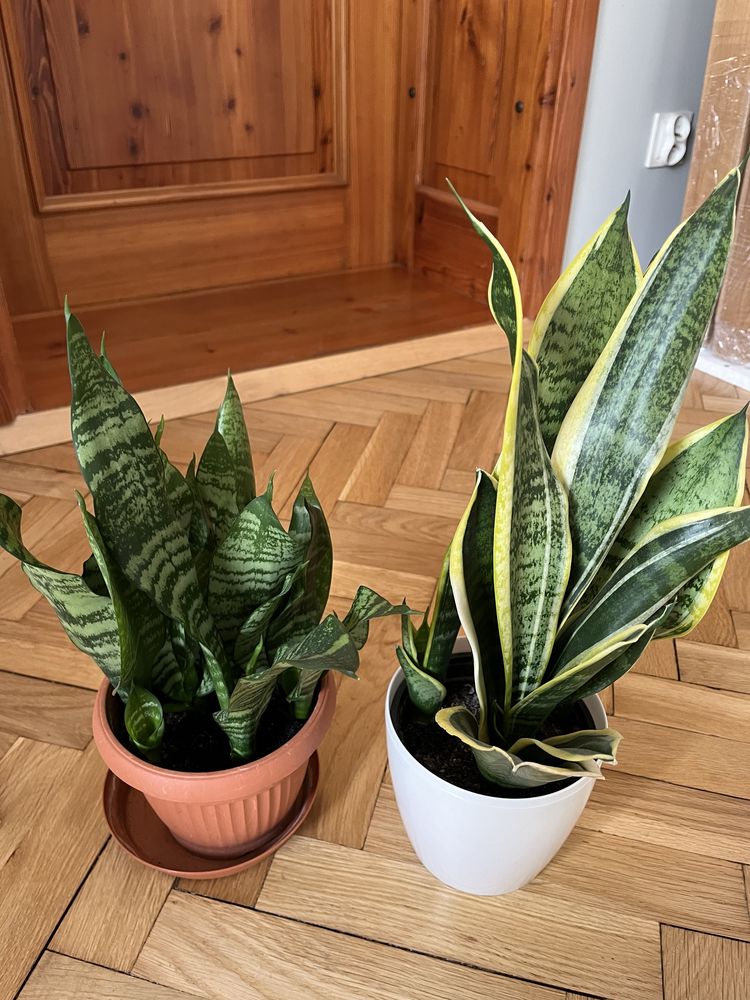 Sansewieria sansevieria