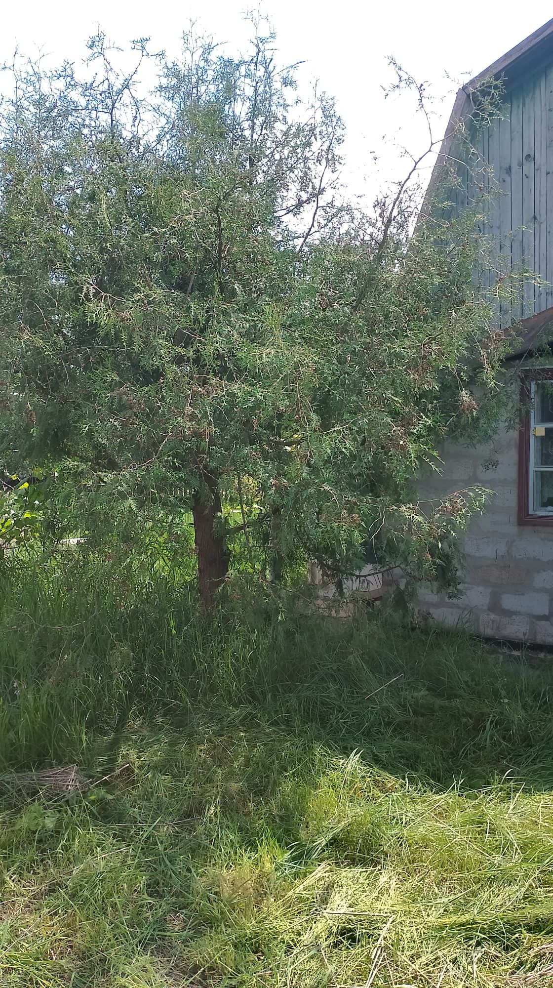 Продам дачу в с.Бехи
