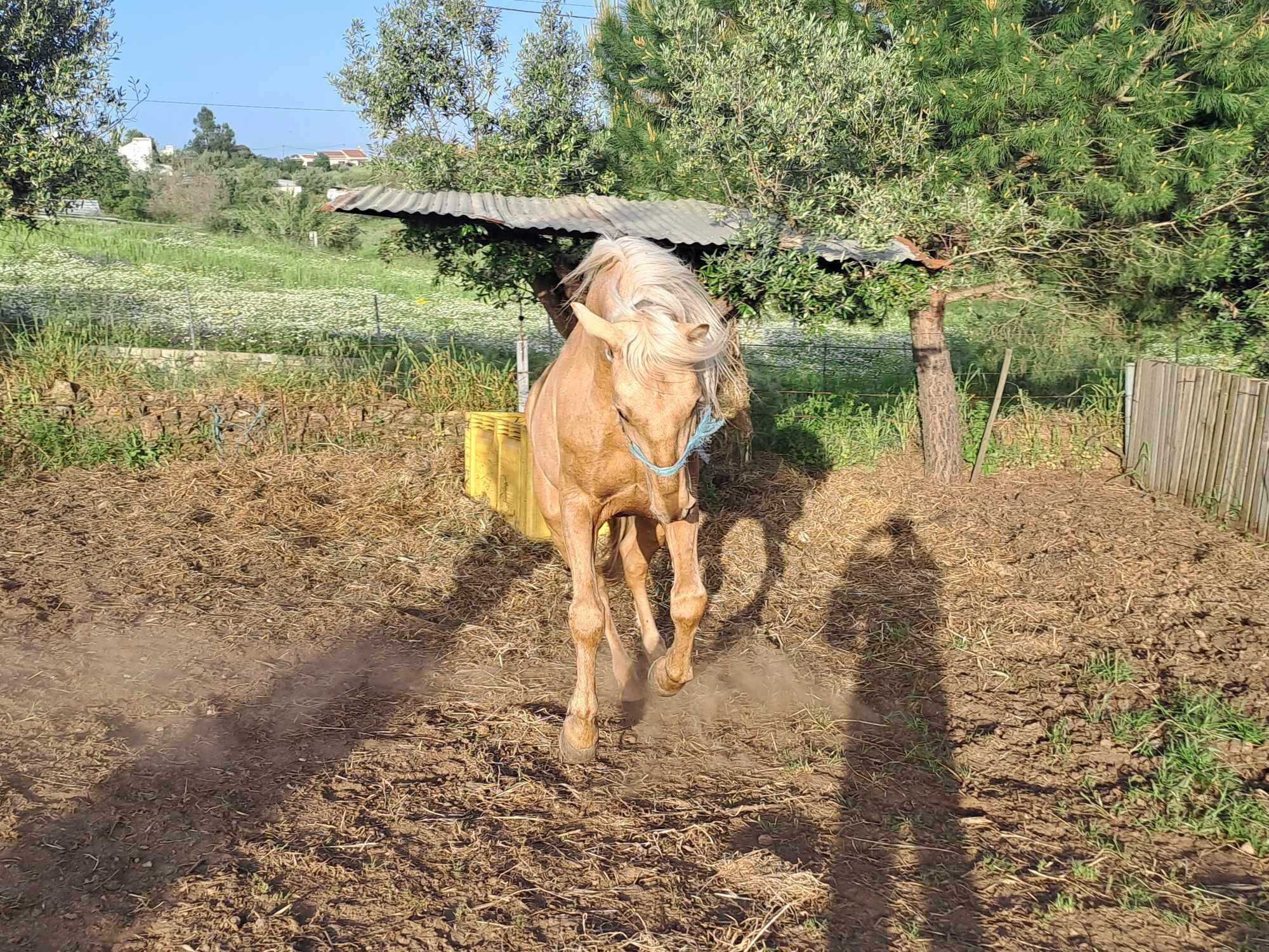 Cavalo palomino inteiro montado