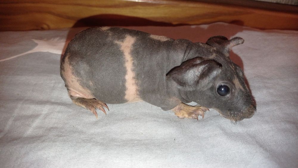 скінні міні бегемотики