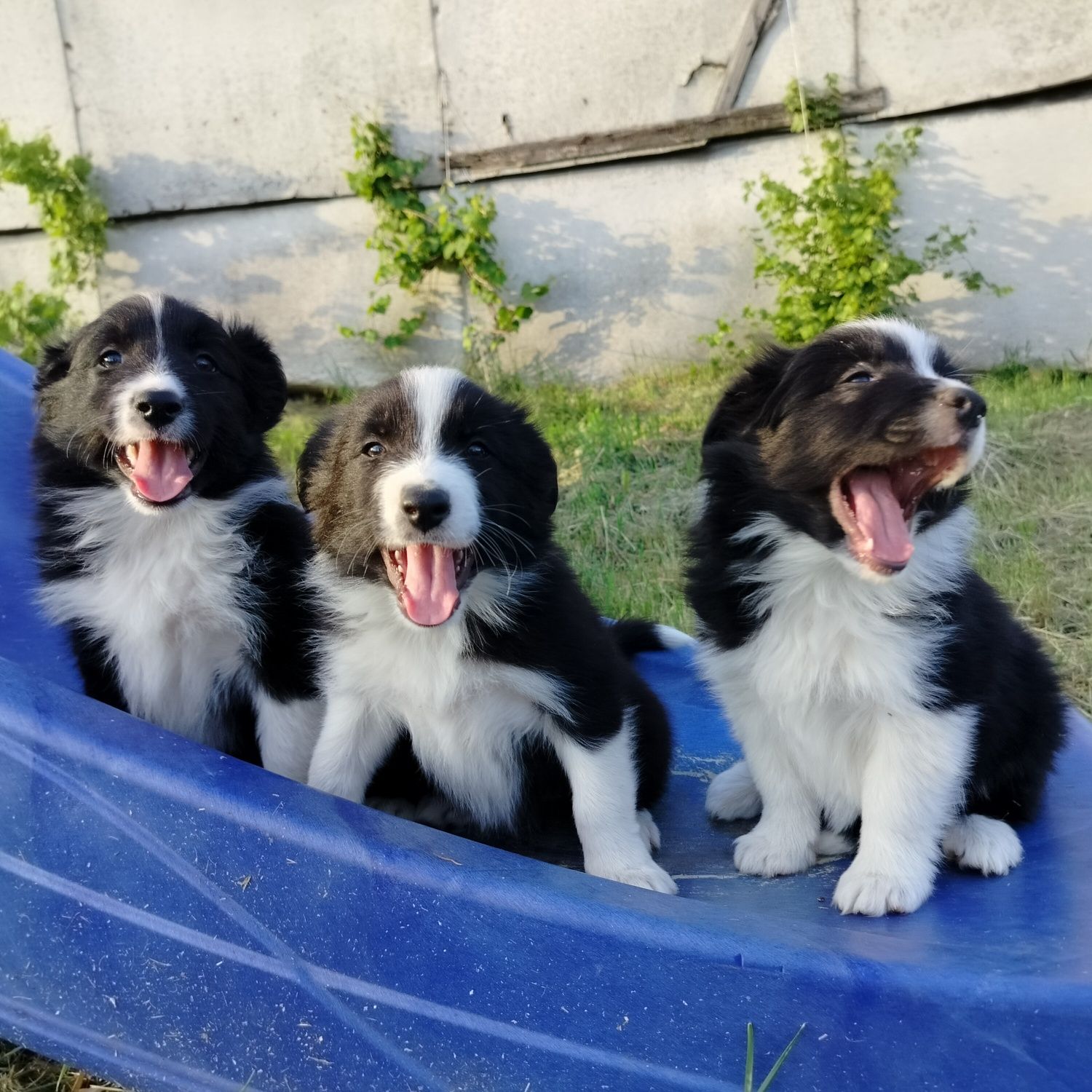 Śliczne -Szczenię (suczka) Border Collie !