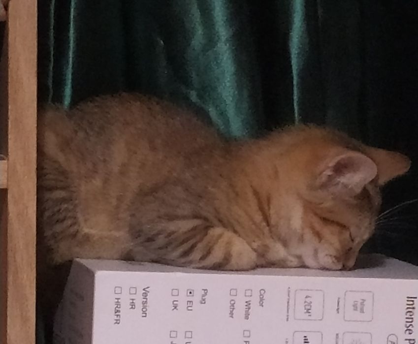 Кошенята в добрі руки