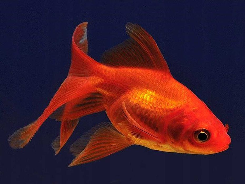 GB Welon, Welonek Czerwony - dowóz ryb!