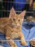 Cudowny przytulaśny Maine Coon Marvel po przebadanych przodkach.
