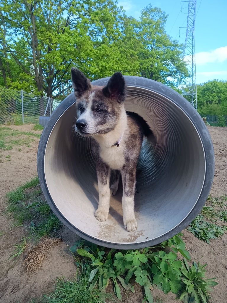 Akita Inu (japońska) gotowa, szczenięta ZkwP/FCI lubuskie