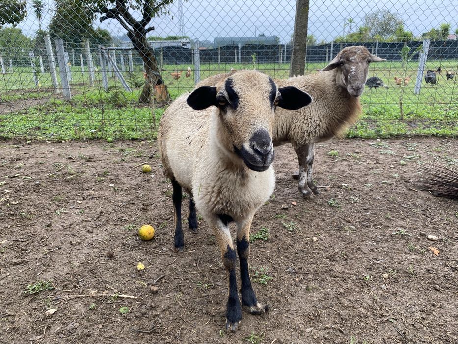 Ovelhas macho e femeia