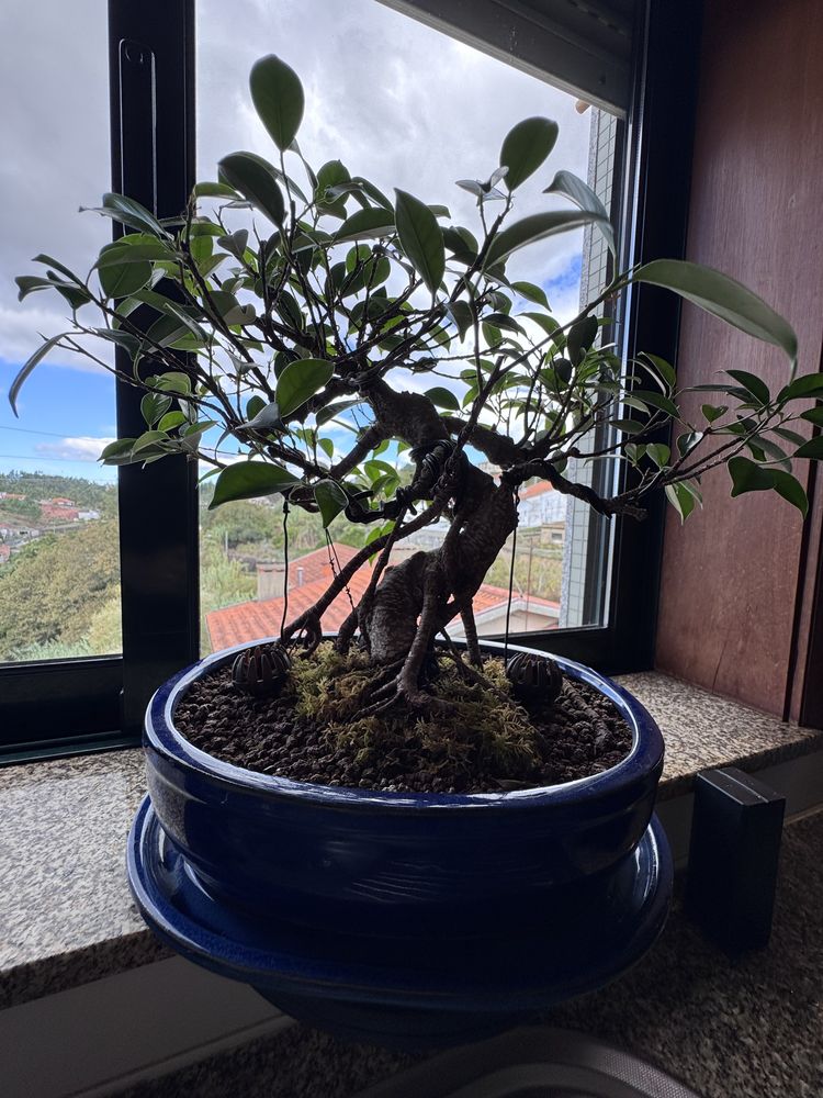 Bonsai Ficus 20anos