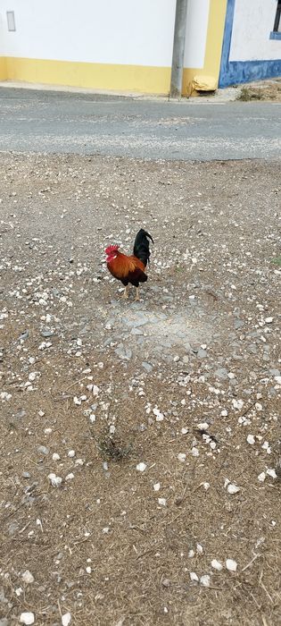Galo granizo adulto
