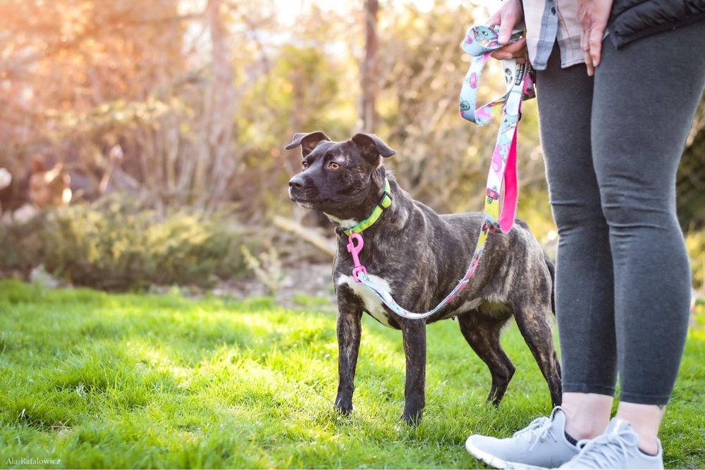 Buba- pręgowana młoda średniej wielkości suczka do adopcji