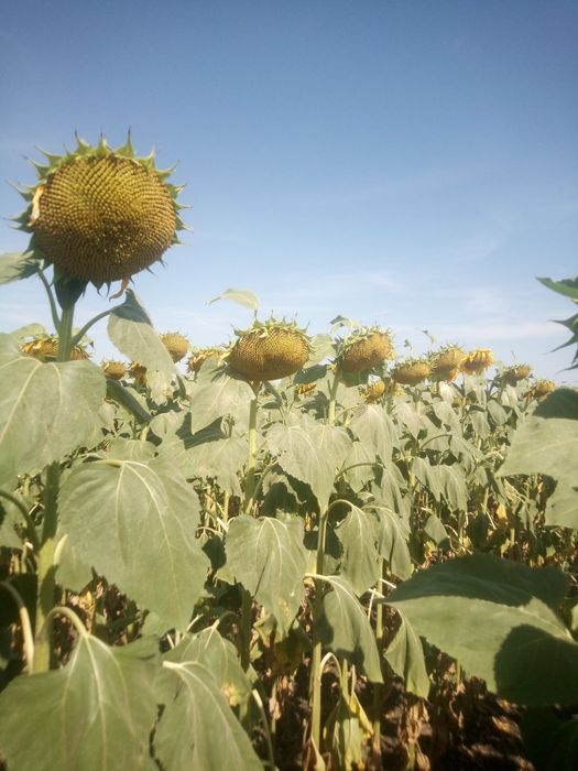 Насіння соняшнику Бомонд