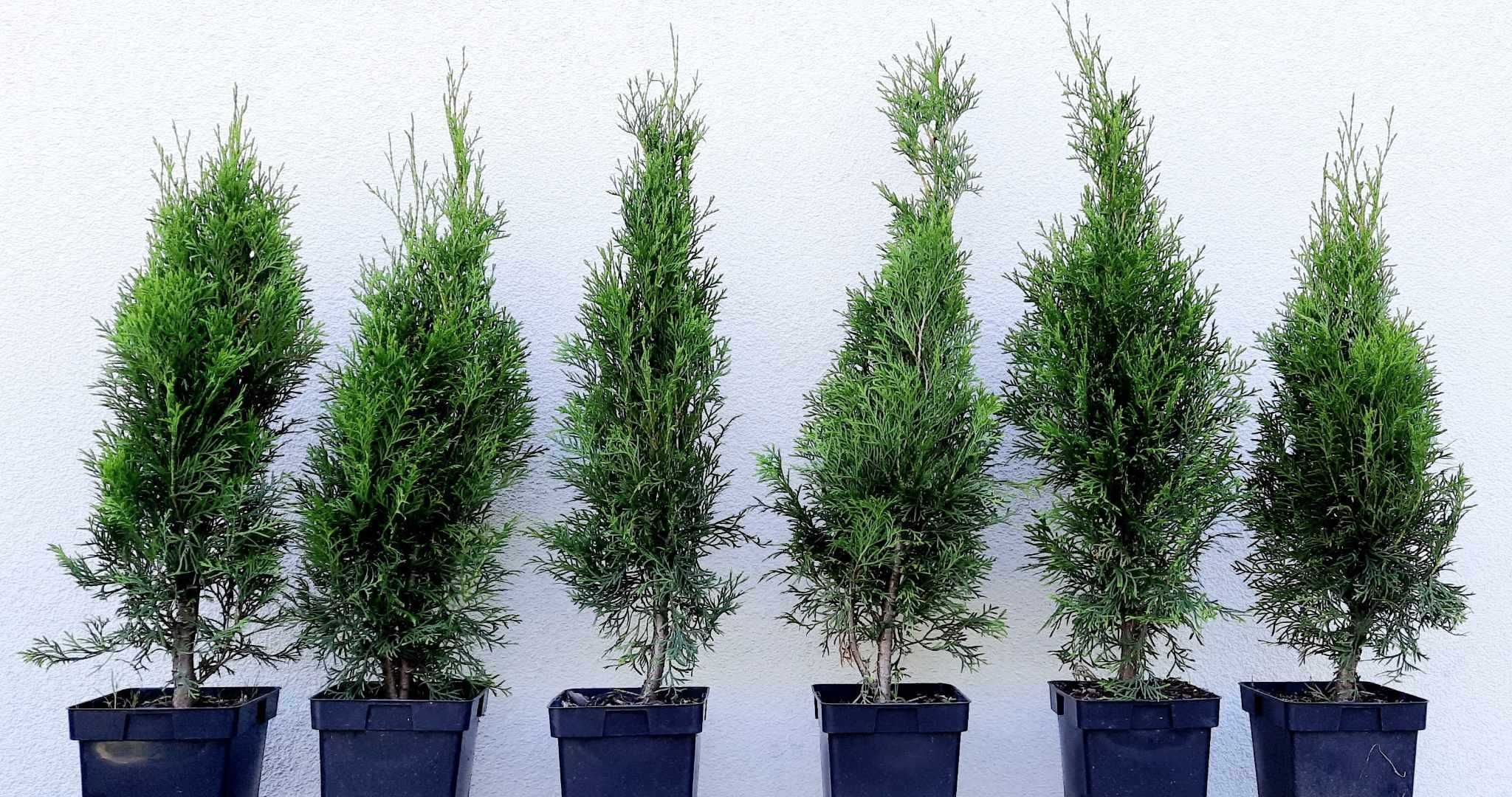 Thuja tuja SZMARAGD smaragd