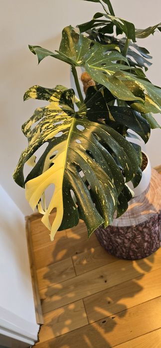 Monstera Thai Constellation Big Form!!!