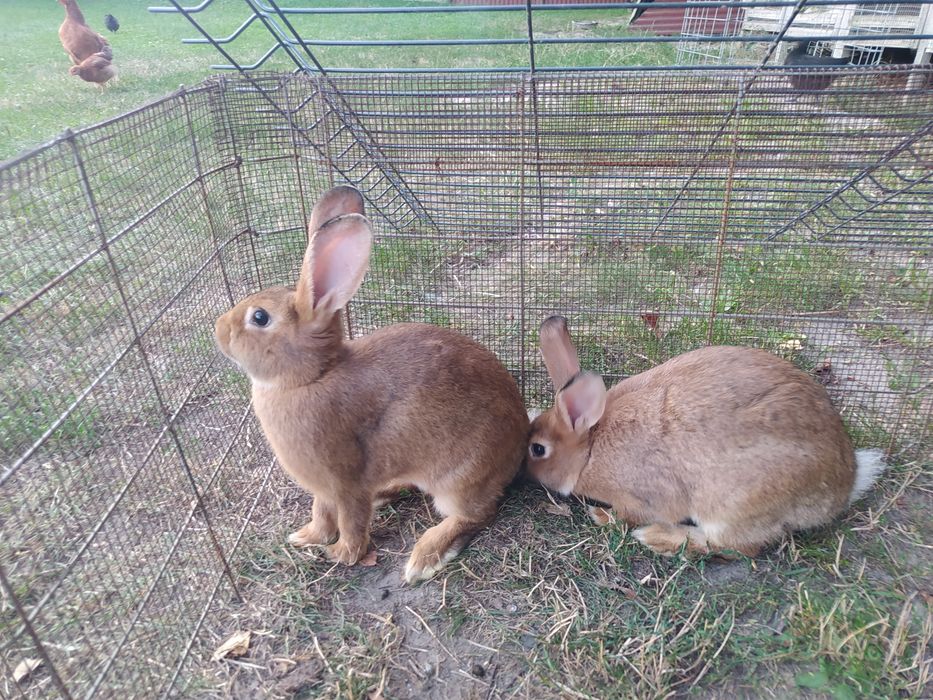 Królik burgundzki/wiedeński