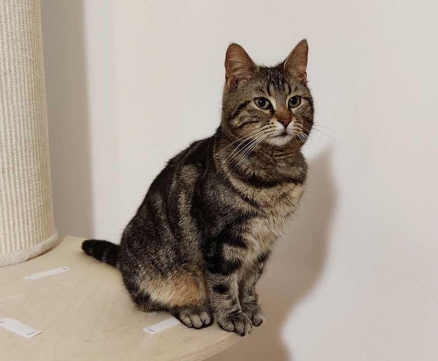Kotka do adopcji WICUSIA - 2 lata