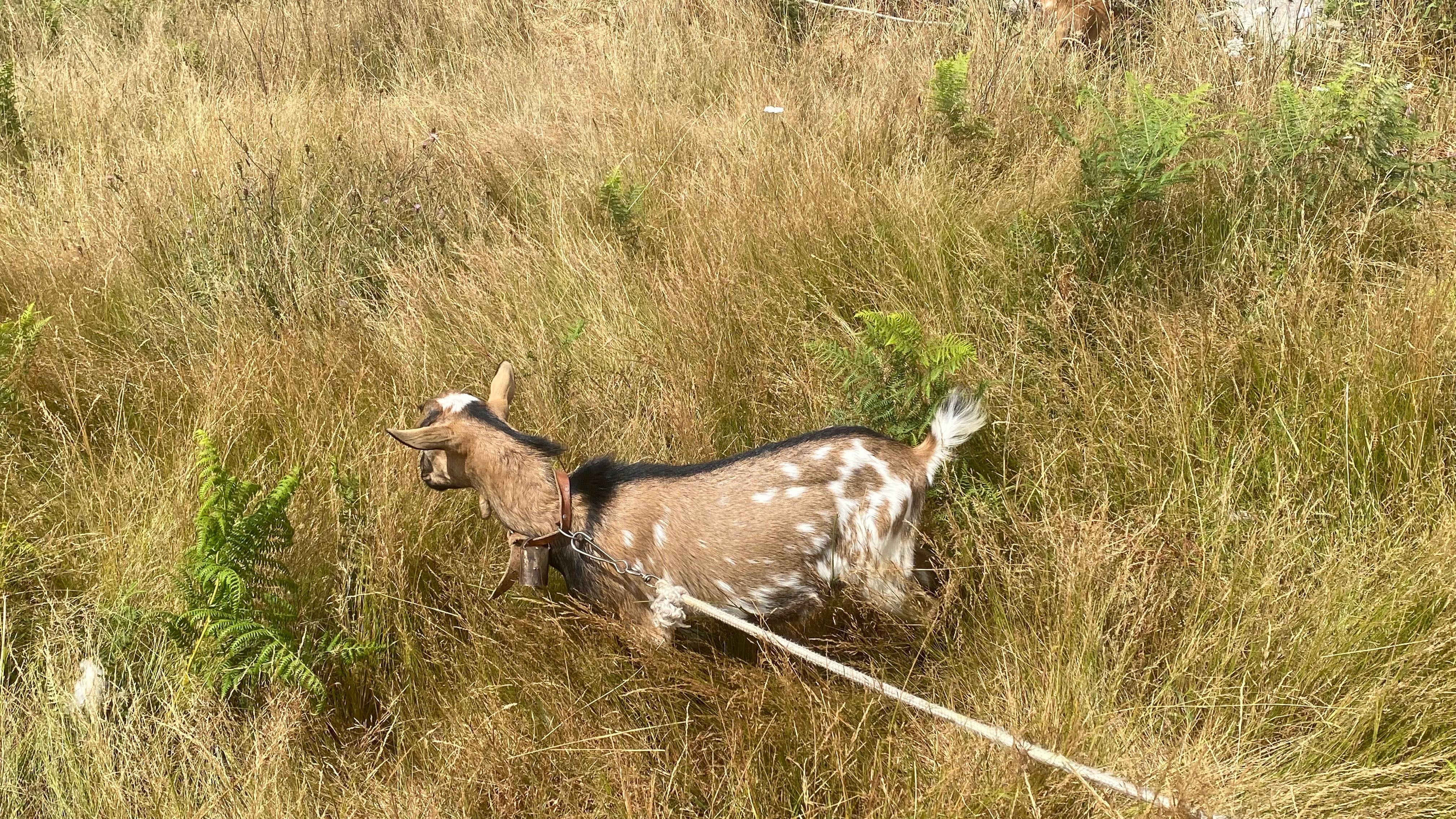 Cabrito anão  ( sem cornos )