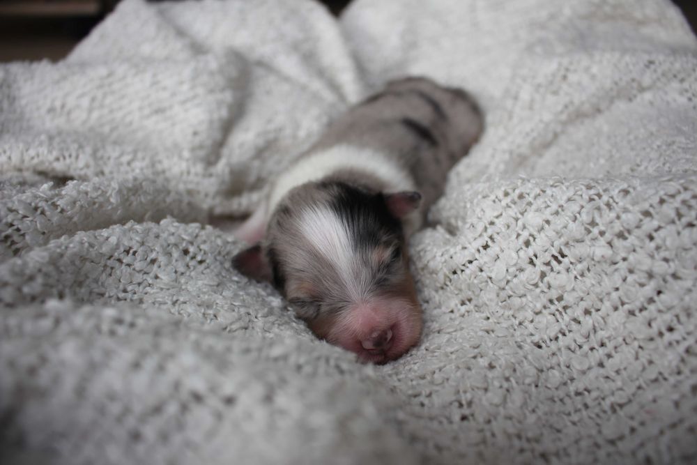 ZAREZERWOWANY owczarek szetlandzki blue merle ZKwP FCI sheltie