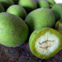 Зелений волоський горіх молочний Зеленый грецкий орех не сорревшый опт
