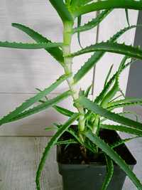 Aloes naturalnie bez sztucznych nawozow
