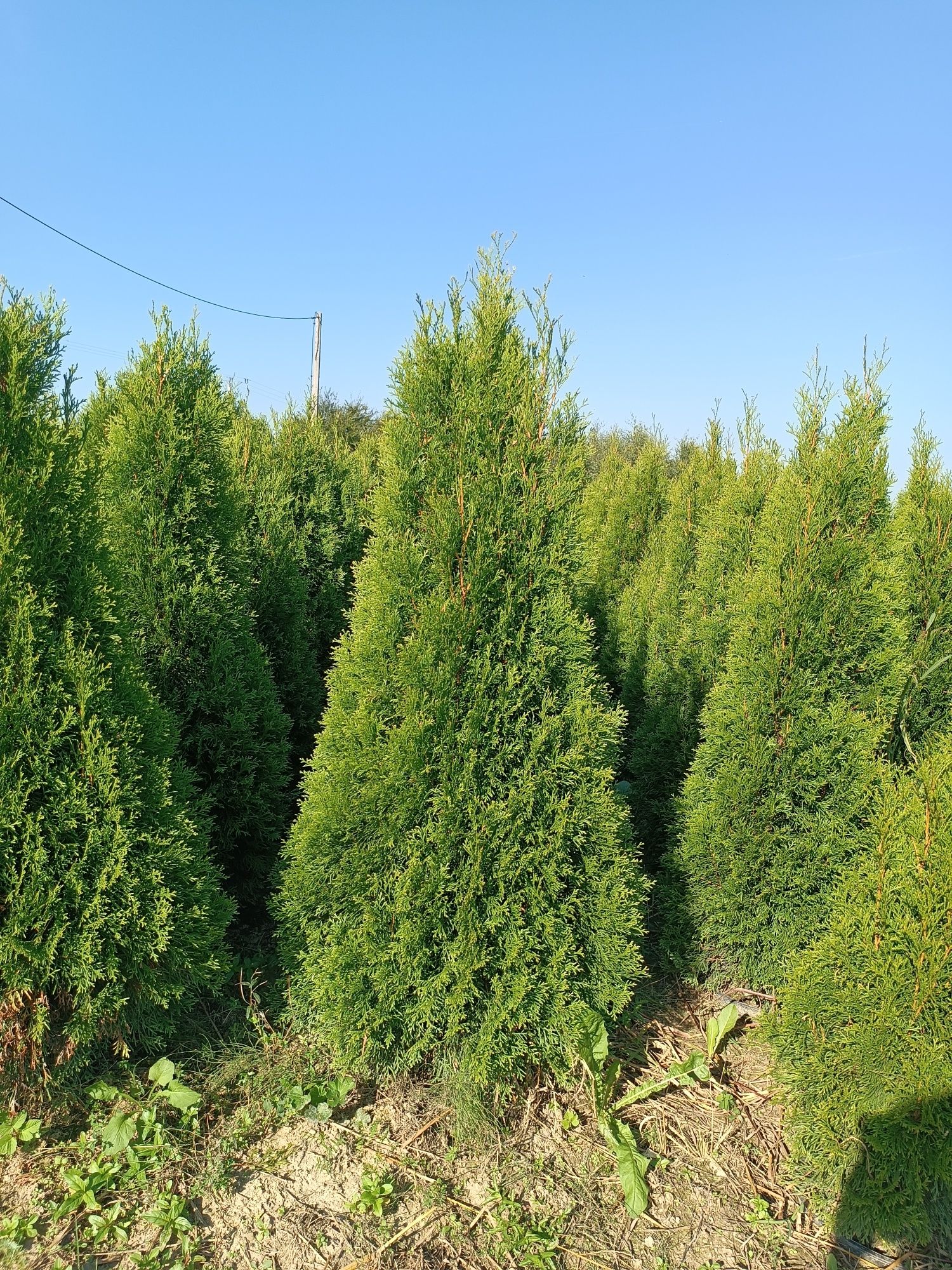 Mega gruba tuja Szmaragd 150-160 cm thuja smaragd