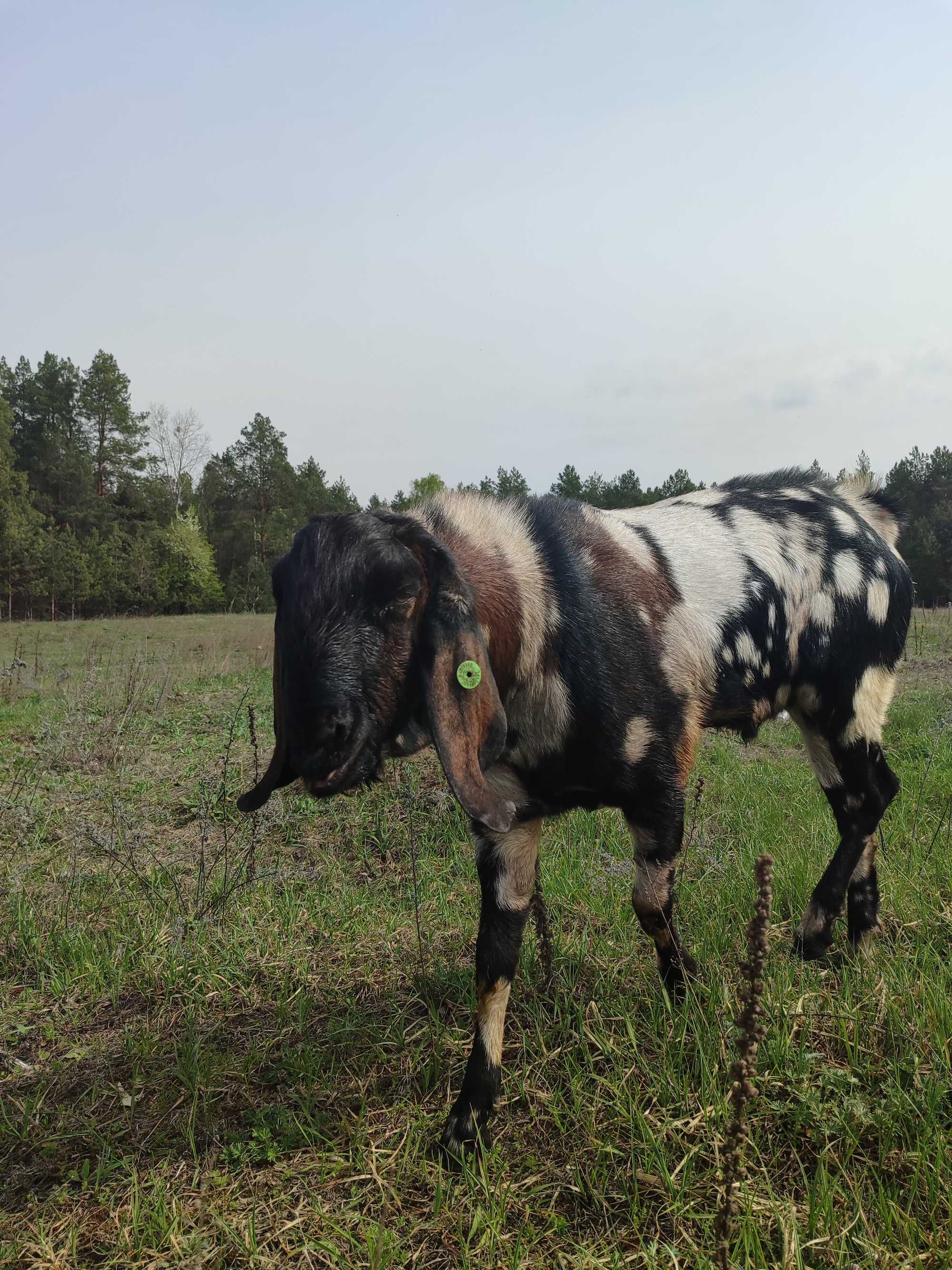 Продам козла англо-нубійського