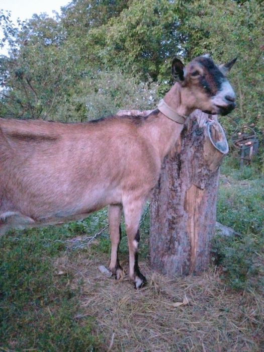 Продам дійну козу