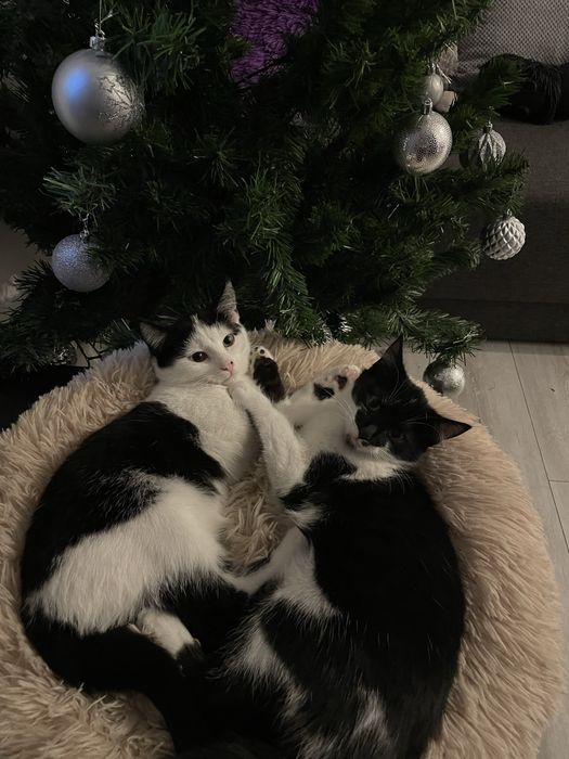 dwójka kotów do adopcji bardzo śliczne