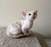 Chłopiec Devon Rex FPL