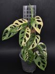 Monstera Adansonii var