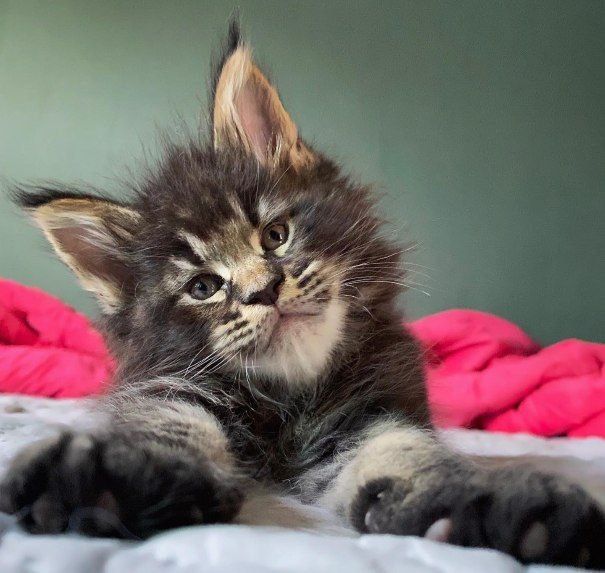 На продажу роскошные котята Мейнкун