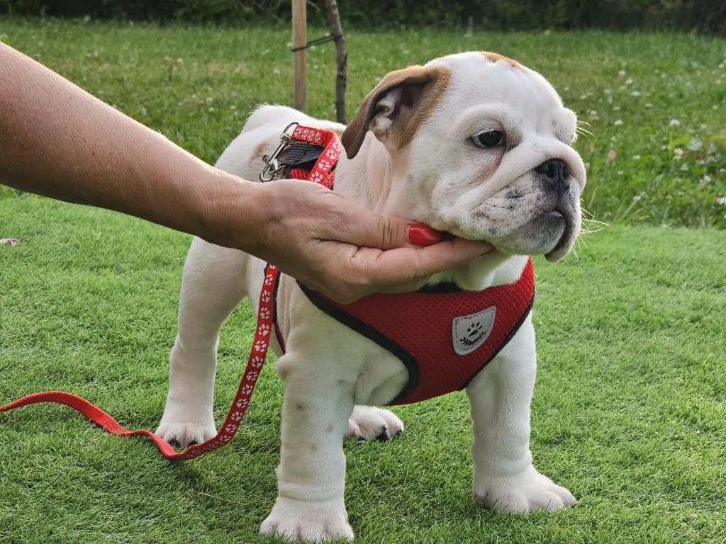 Buldog angielski chlopiec Oreo Fci