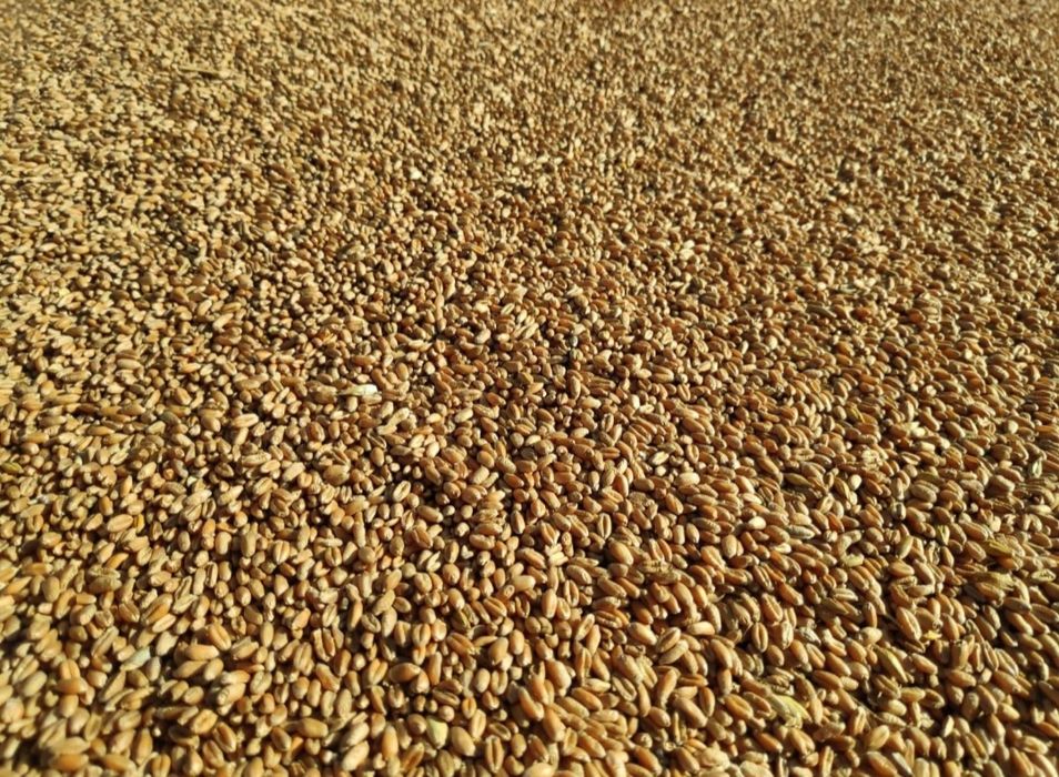 Pszenica i pszenżyto