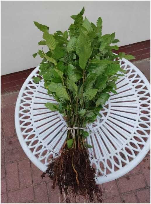 Grab pospolity 50 cm sadzonki 100 sztuk na żywopłot odporny po 70 gr