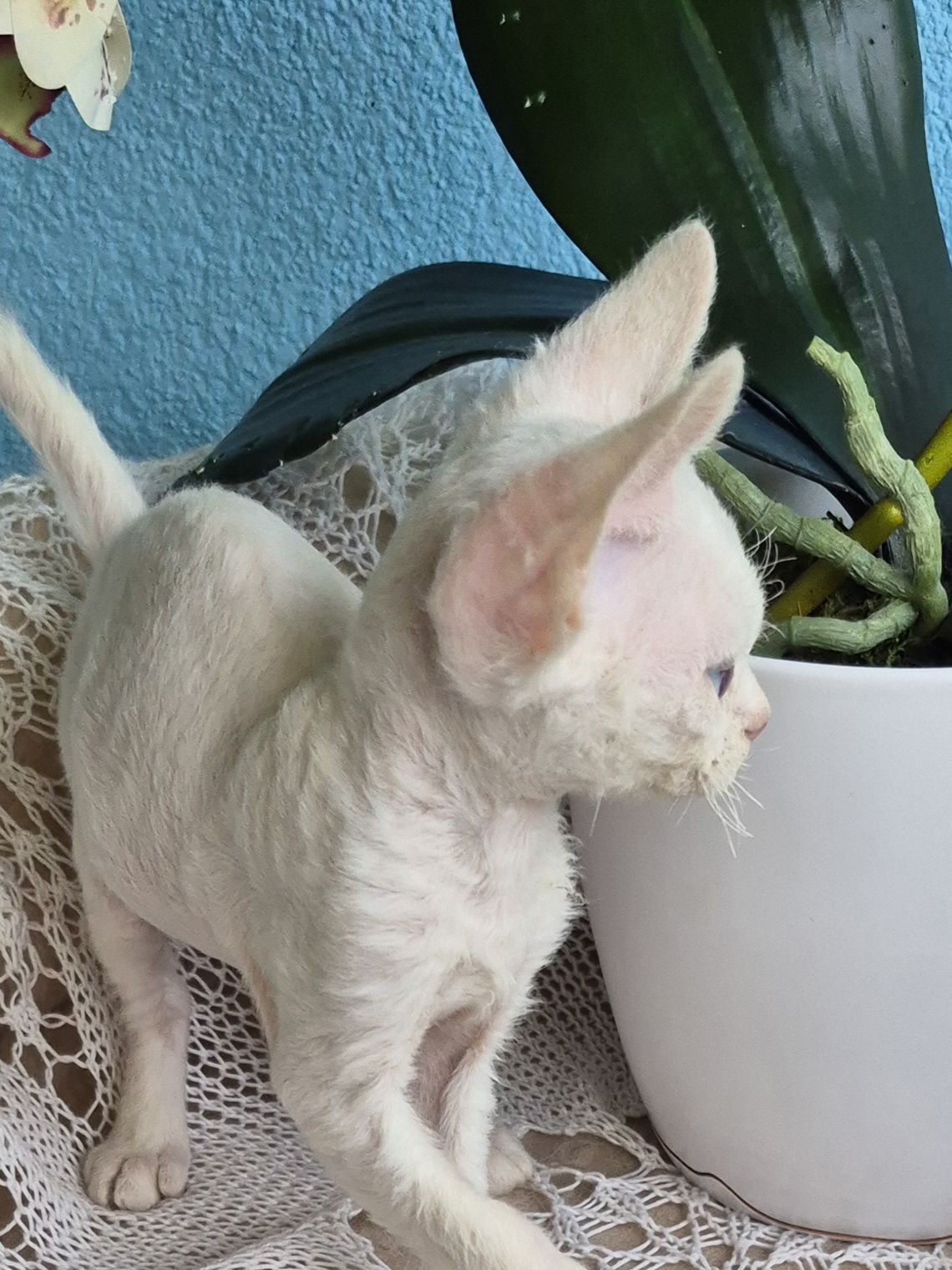 Kocurek Devon Rex FPL