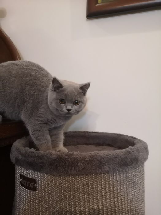 Kocurek, kotka z miotu T rodowód FPL