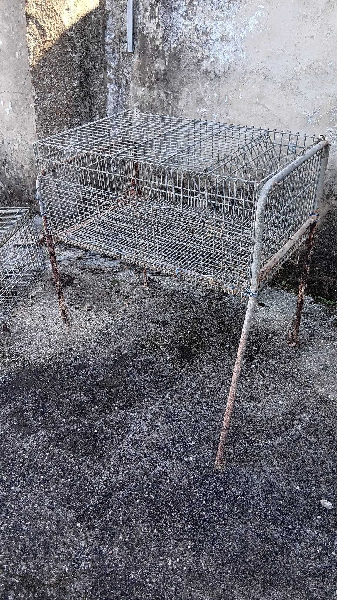 Coelheira de diversos tamanhos