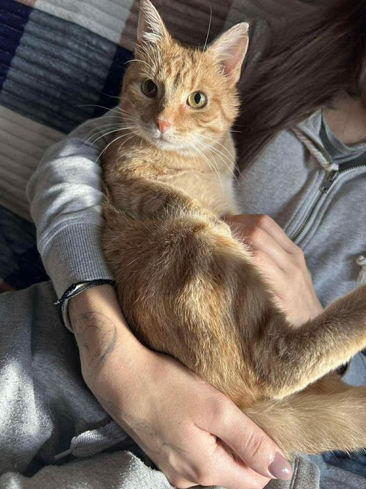 Cudowny Tweety szuka kochającego domku