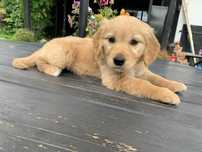 Ayla złota sunia golden retriever