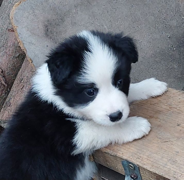 Szczeniaki Border Collie ZKwP FCI