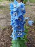 Ostróżka błękitna light blue White bee Excalibur sadzonka ukorzeniona