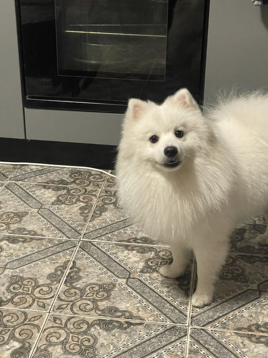 Красунчик шпіц(німець) бажає познайомитись,