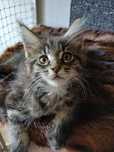 Kocięta Maine coon FPL