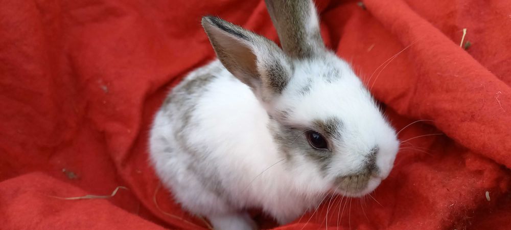 Królik miniaturka, króliczek