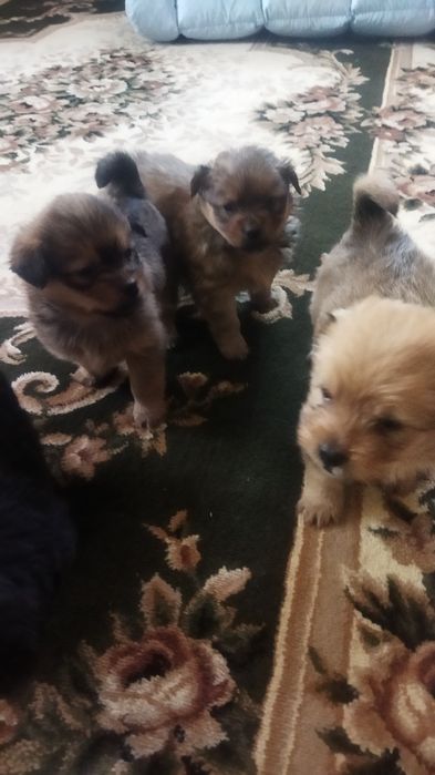 Продам собачки пікінеси